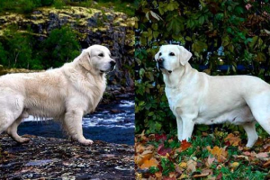 Ретривер і лабрадор - як розрізняти? Ретривер і лабрадор - як розрізняти?